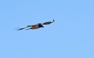 Bearded Vulture (Gypaetus barbatus), Crete