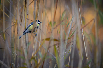 Parus major, Great tit in the cane .  