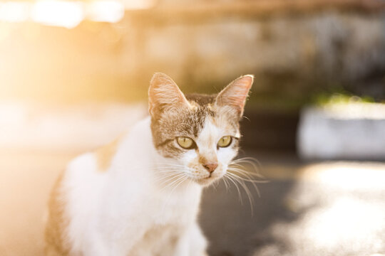 Cat with bokeh backgrounds, image selective focus