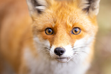 Fototapeta premium Portrait of a Red Fox (Vulpes vulpes)