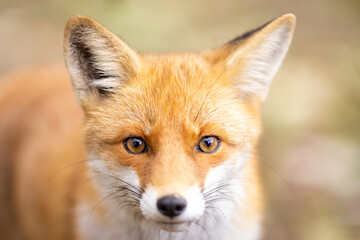 Portrait of a Red Fox (Vulpes vulpes)