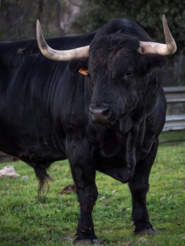 Powerful five year old spanish fighting bull in a meadow.