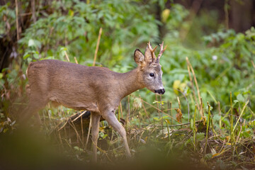 Roe deer, capreolus capreolus, standing on pasture.