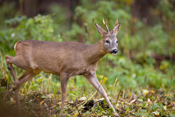 Roe deer, capreolus capreolus, standing on pasture.