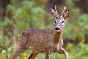 Roe deer, capreolus capreolus, standing on pasture.