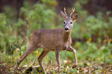 Naklejka na ściany i meble Roe deer, capreolus capreolus, standing on pasture.