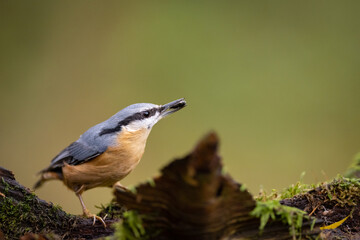 Red-breasted nuthatch (Sitta europaea) sitting on a stump overgrown with moss. 