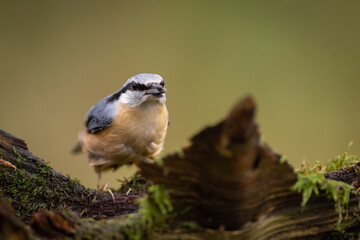 Red-breasted nuthatch (Sitta europaea) sitting on a stump overgrown with moss. 