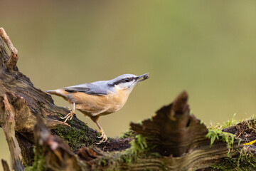 Red-breasted nuthatch (Sitta europaea) sitting on a stump overgrown with moss. 