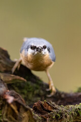 Red-breasted nuthatch (Sitta europaea) sitting on a stump overgrown with moss. 