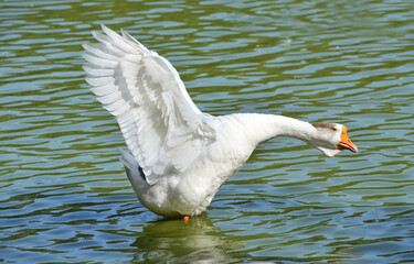 the white goose flaps its wings