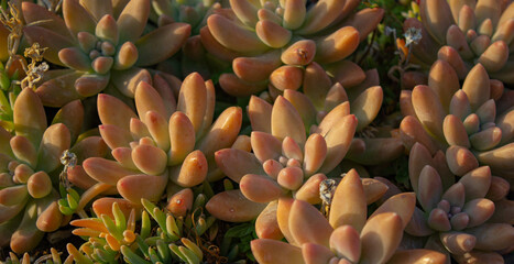 Natural background. Succulents illuminated by the sun. Autumn image, warm tones.