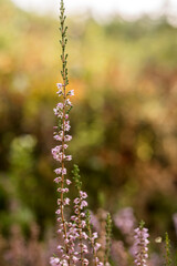 kwitnące kwiaty wrzosu w lesie