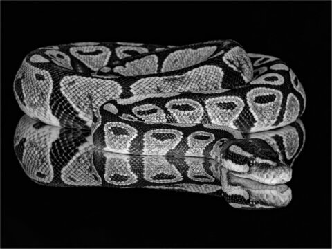 Grayscale closeup of a ball python. Python regius, also called the royal python.