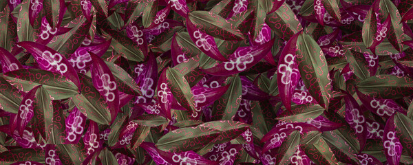 Abstract leaf background, background for design.