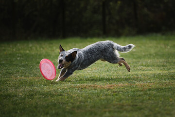 Australian Shepherd cattle dog. Competitions and sports with dog in fresh air on green field in...