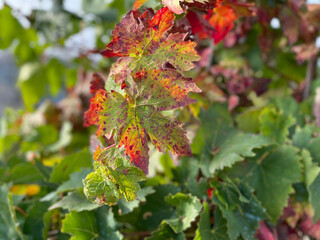 foglie di vite autunno