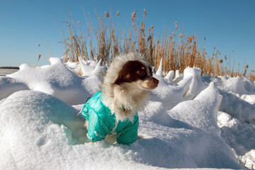 Chihuahua im Schnee mit Wintermantel Insel Rügen Venzvitz