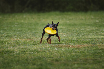 Miniature German pinscher of black and tan color runs quickly and grabs plastic yellow flying disk...