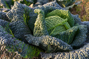 savoy cabbage growing in an organic garden