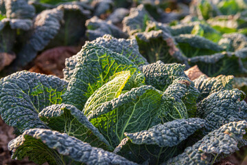 savoy cabbage growing in an organic garden