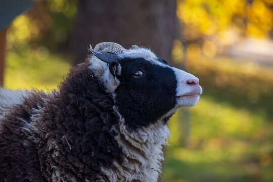 portrait of a black and white four horned Jacob sheep looking at camera while standing in the field 