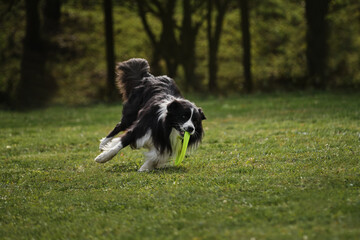 Competitions and sports with dog in fresh air on green field in park. Fluffy border collie of black and white color runs quickly and catches special flying plastic disk with its mouth.