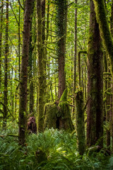 A moss covered tree stump amongst the tall moss covered trees in a wet green forest