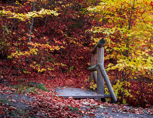 old wooden bridge in colourful autumn forest scene