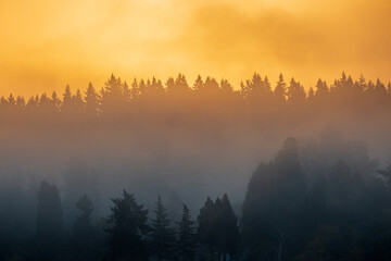 Obraz premium A golden color falls across Lake Washington as the morning sun rises, creating silhouettes of the trees in the background
