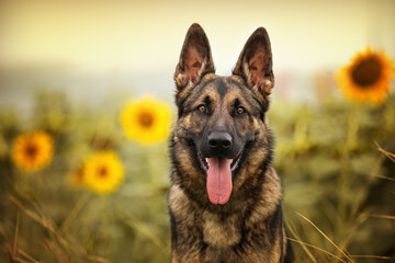 Schäferhunde in der Natur