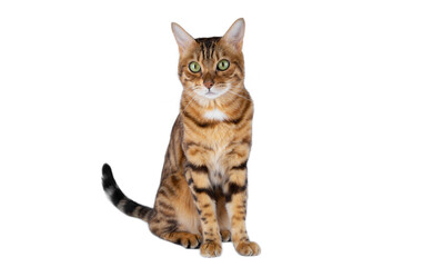 Obraz premium A beautiful domestic cat sits with a calm muzzle.