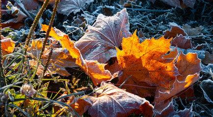 First morning frost on a lawn and dry fallen maple leaves. Close-up. Copy space. Late autumn season. Weather forecast background. Nature detail. Winter. Top view. Garden cleaning. Organic fertilizer - obrazy, fototapety, plakaty