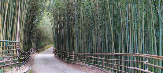 1000 meters above sea level, the most beautiful bamboo forest secret, Taiwan