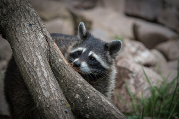 A racoon closeup in a zoo in saarburg, copy space