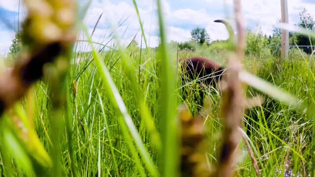 Dog walking in tall grass