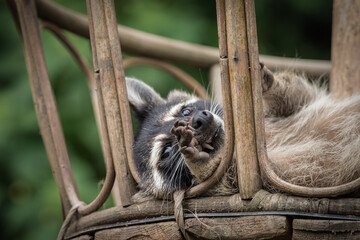 A racoon closeup thats relaxing in a zoo in saarburg, copy space