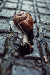 snail © Patrycja