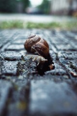 snail © Patrycja
