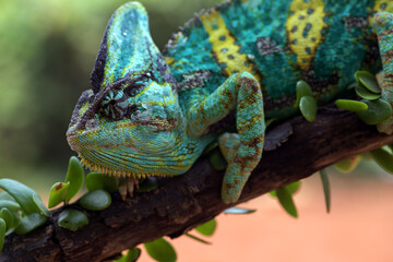 Obraz premium A Veiled chameleon hanging on a tree trunk 