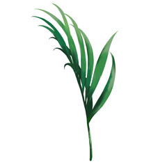 Watercolor of palm leaves isolated on a white background with clipping path.