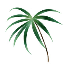 Watercolor of palm leaves isolated on a white background with clipping path.