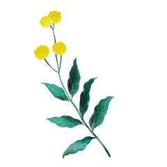 Watercolor of wild flower with clipping path