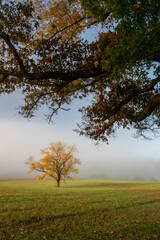 659-70 Walnut Tree in Field