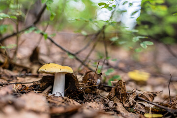 a beautiful mushroom in the autumn in the forest