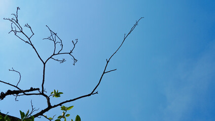 the branches of a dried tree with a blue sky. the dead branches in the wintertime. beautiful scenery of the season, the dry tree.