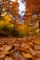 autumn in the forest