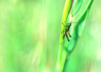 bright green grasshopper sits on green grass.