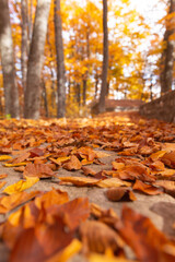 autumn in the forest