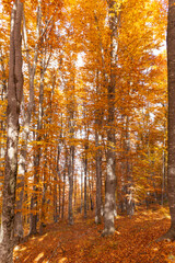 autumn forest in the morning